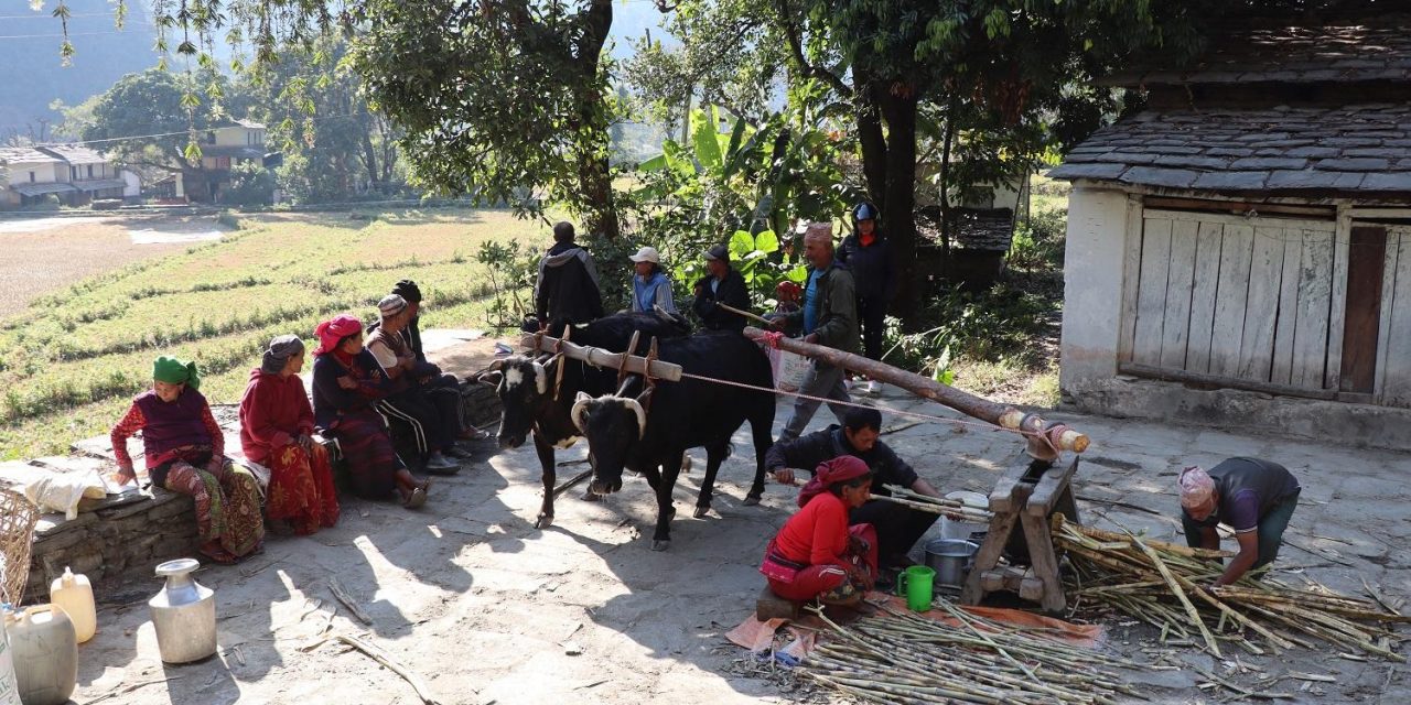 म्यमग्दीमा निरन्तर चल्दै छ कोलमा उखु पेल्ने चलन