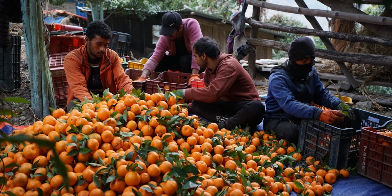 किसानले माघ लागेपछि बल्ल सुन्तला टिप्न थाले