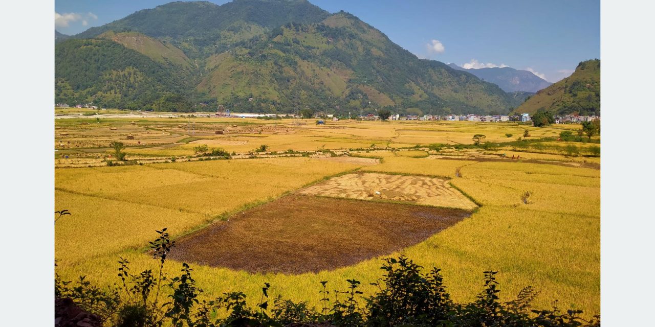 स्याङ्जामा धान उत्पादन बढ्यो