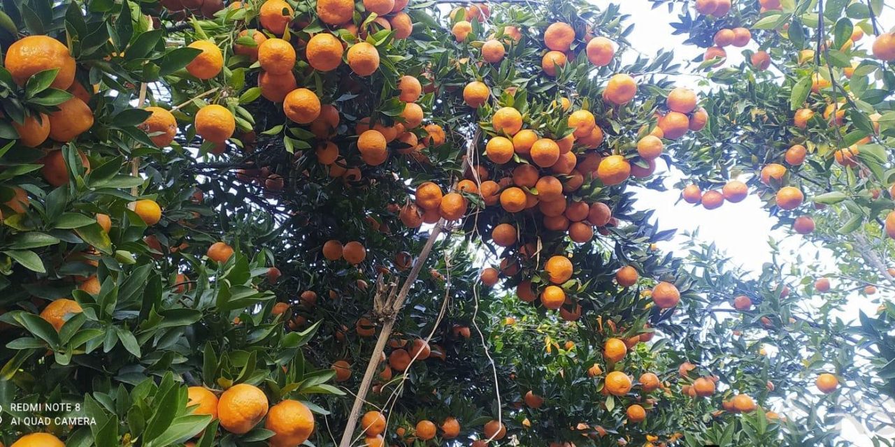 यस वर्ष पर्वतबाट ३२ करोडको सुन्तला निर्यात