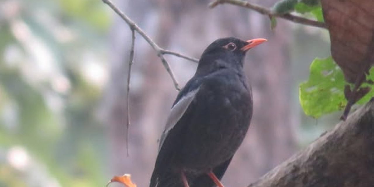 पहाडी वनको ‘मदना चाँचर’ शुक्लाफाँटामा