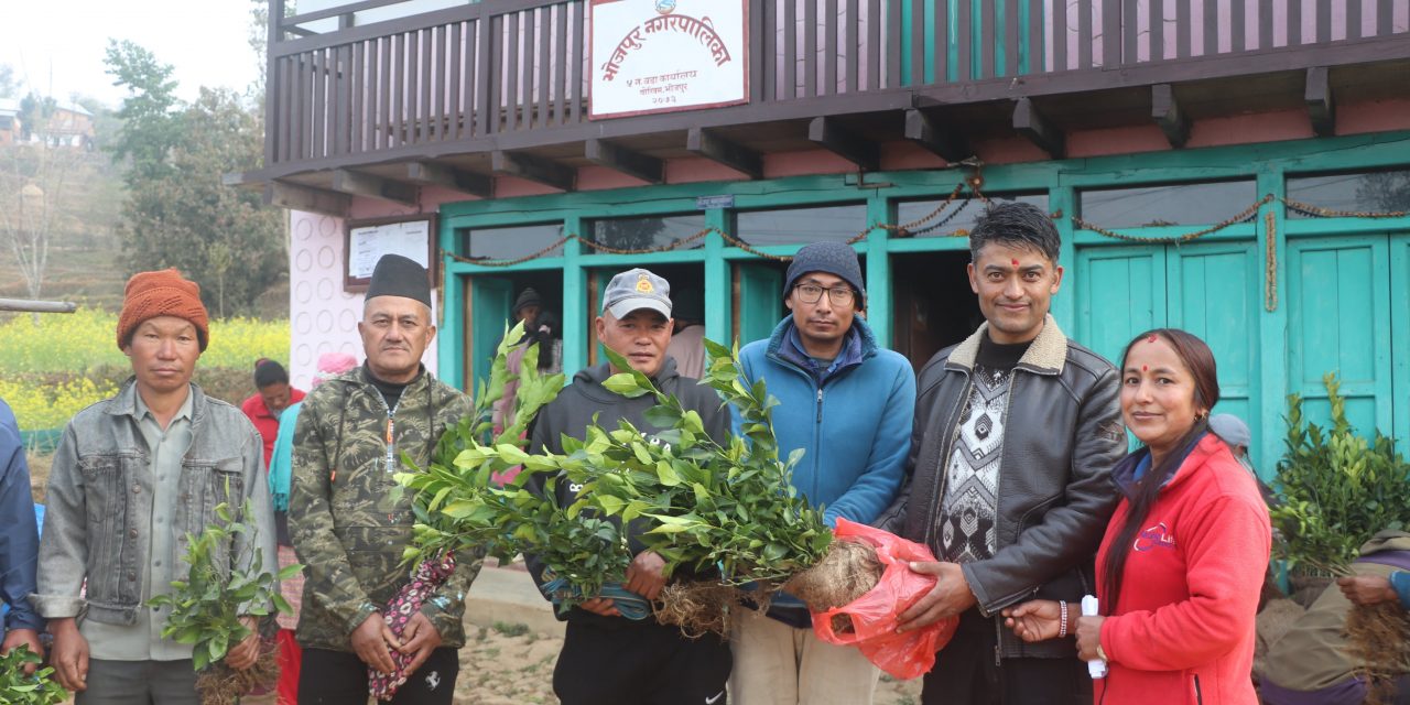 उन्नत जातका सुन्तलाका बेर्ना वितरण