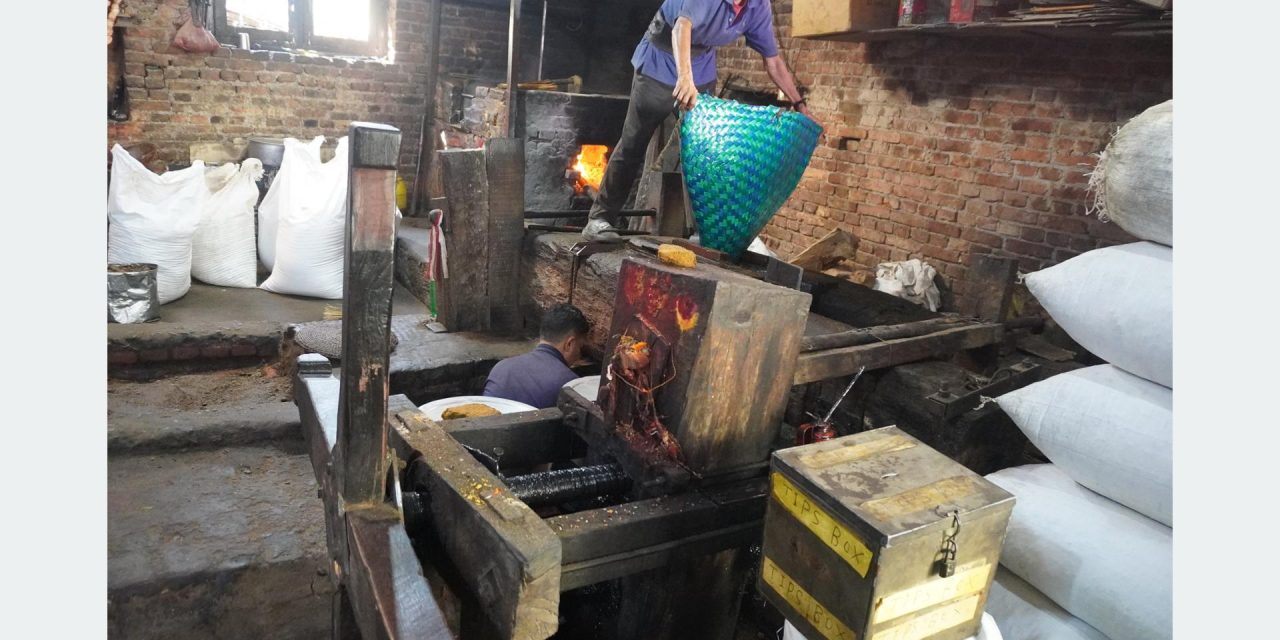 खोकनामा अझै पेलिन्छ तेलः तीन सय वर्षे काठको कोलले धानेको परम्परा