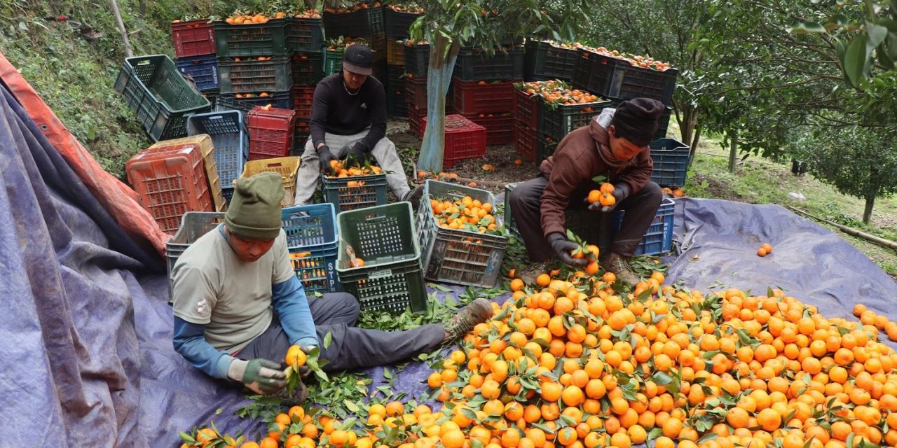 अन्नपूर्णबाट करिब ४ करोड मूल्यबराबरको सुन्तला बिक्री