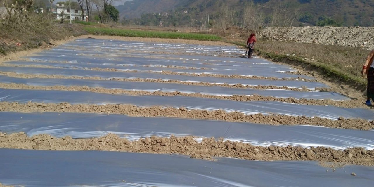 आँधीखोला किनार क्षेत्रमा तर्बुजाखेती सुरु