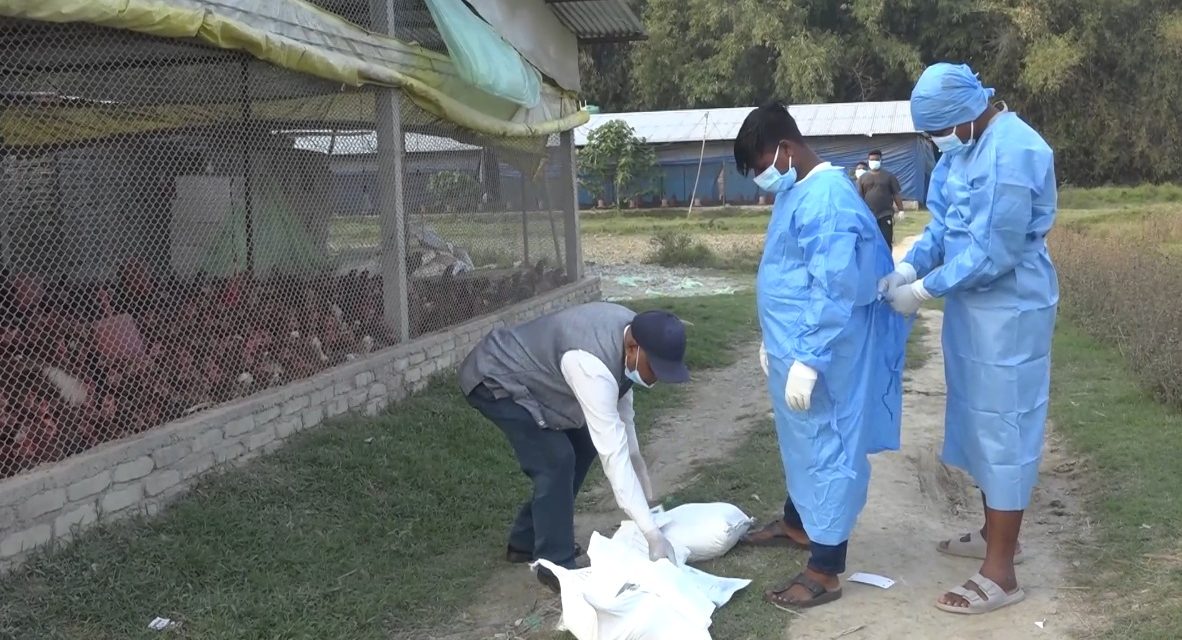 तीन जिल्लामा बर्ड फ्लू सङ्क्रमणः ८५ हजार कुखुरा नष्ट