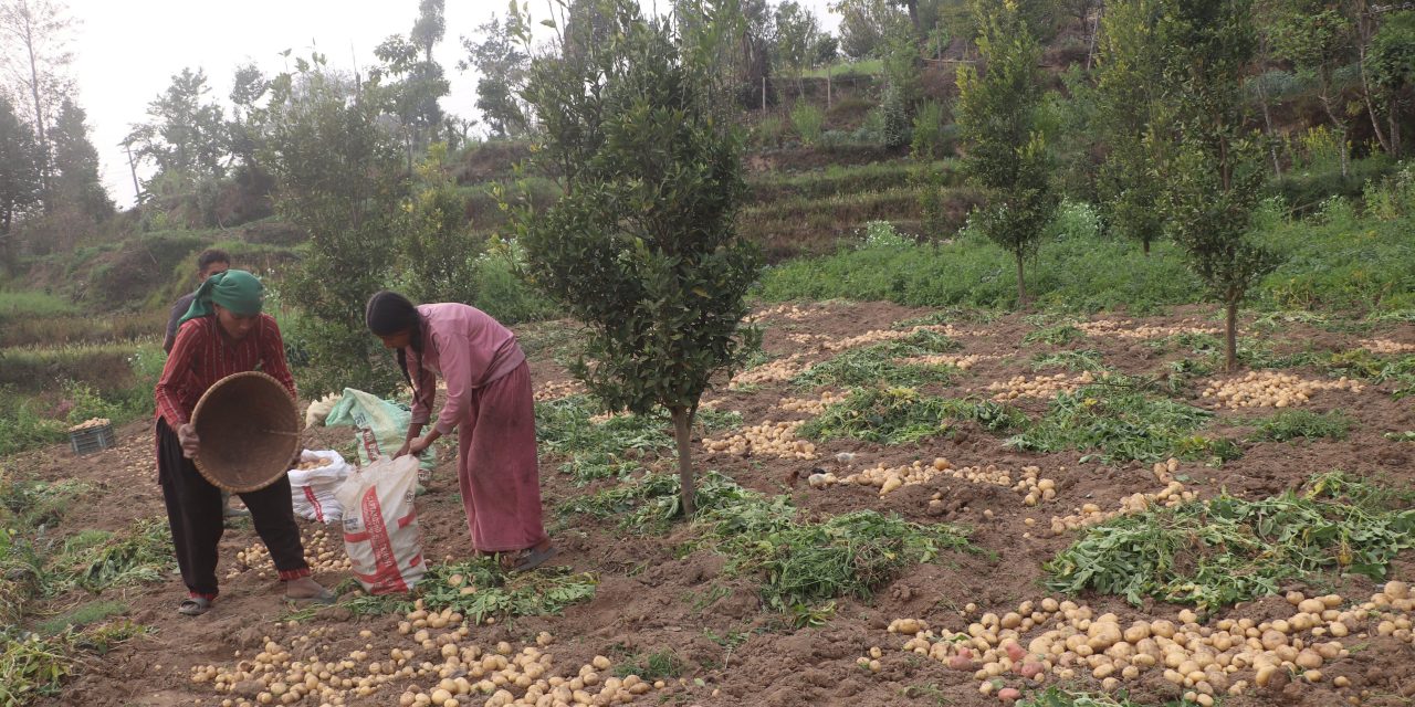 भोजपुरमा हिउँदे आलु थन्काउन किसान व्यस्त