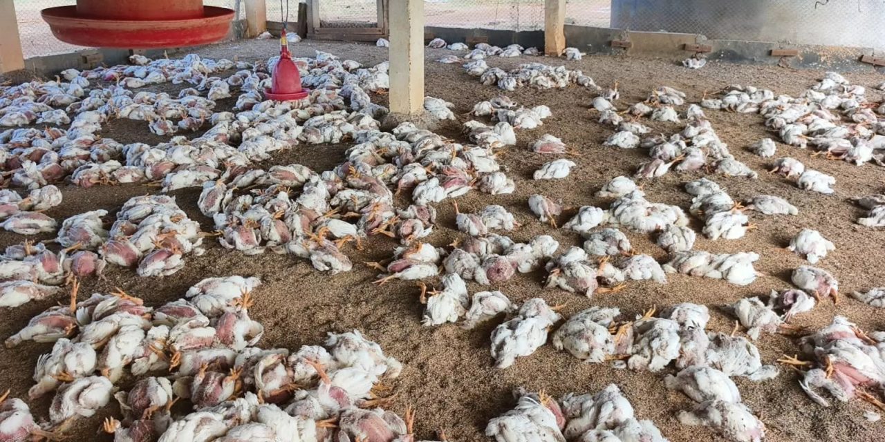 झापामा ‘बर्ड फ्लु’ प्रकोपः पंक्षीजन्य वस्तु ओसार–पसारमा रोक
