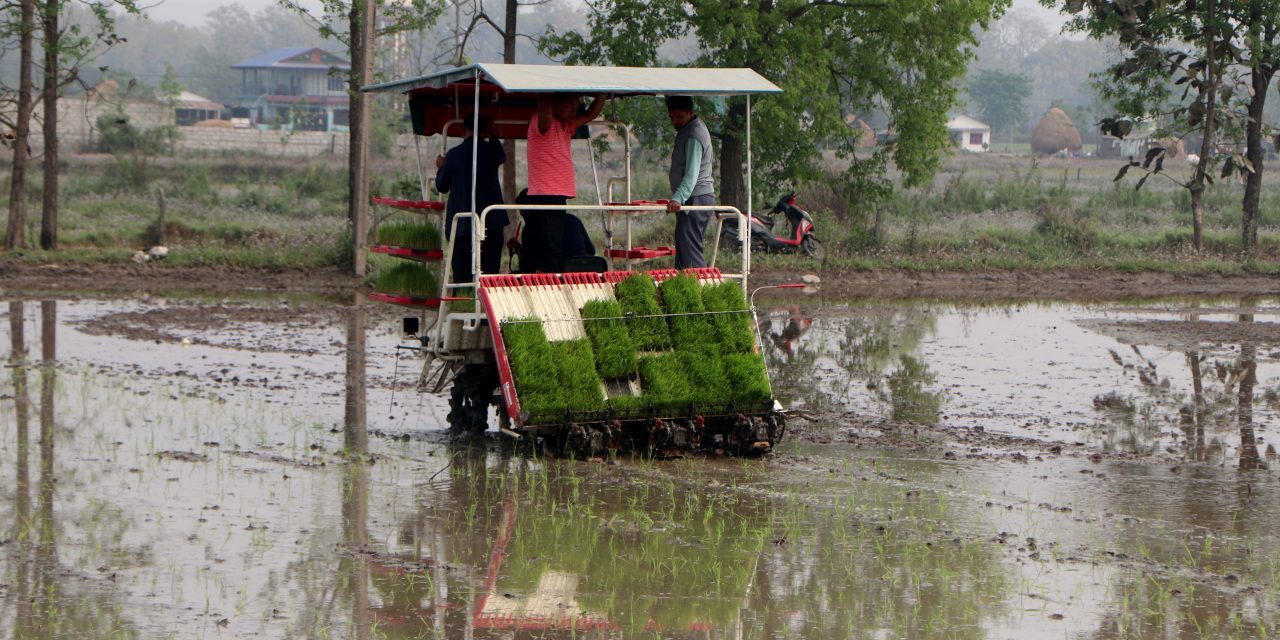 मेसिनबाट धान रोपाइँमा किसानको आकर्षण