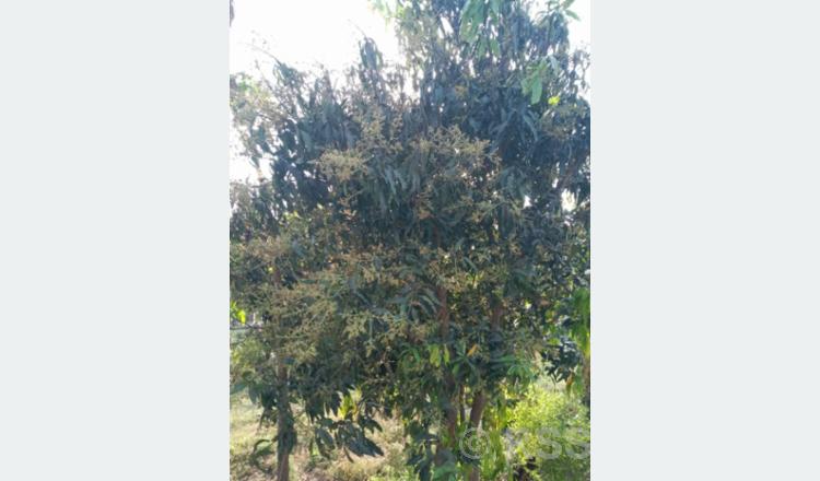 मधेस प्रदेशमा आँप उत्पादनमा वृद्धि हुने