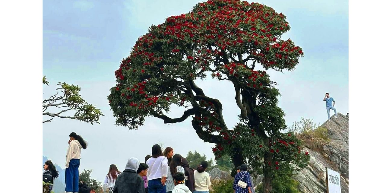 गुराँस हेर्न रायराँयकोट