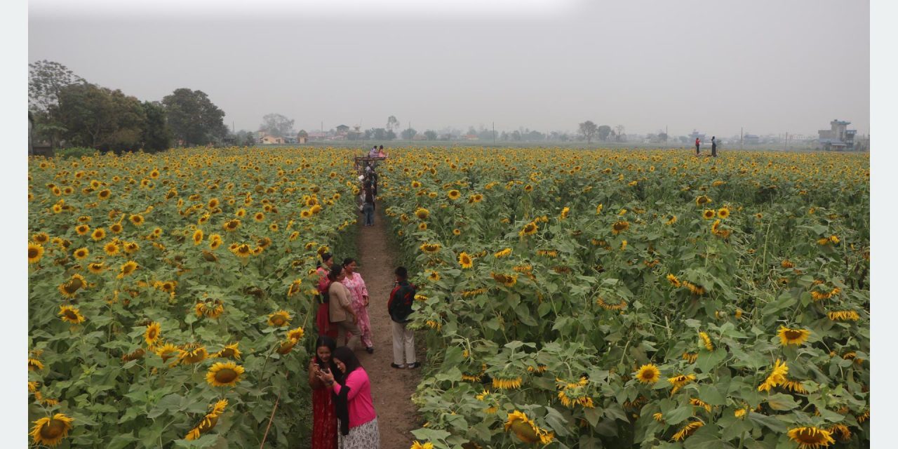 सूर्यमुखी बगानले बढायो कृषि पर्यटन