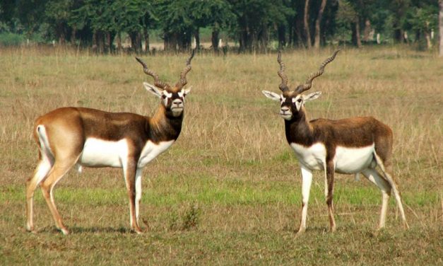 शुक्लाफाँटाबाट १८ वटा कृष्णसार स्थानान्तरण गरिने 
