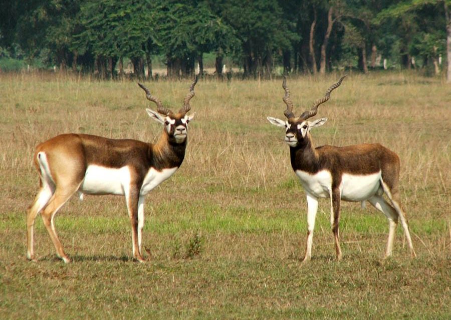 शुक्लाफाँटाबाट १८ वटा कृष्णसार स्थानान्तरण गरिने 