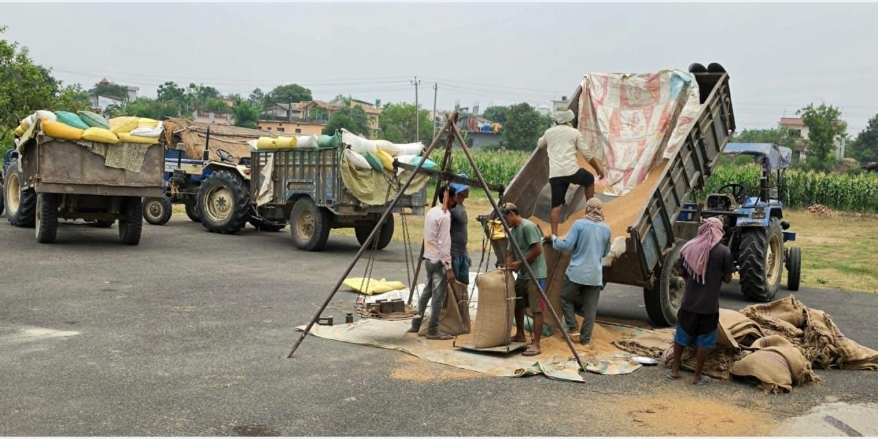 समर्थन मूल्यभन्दा बढीमा गहुँ बेच्न पाउँदा किसान खुसी
