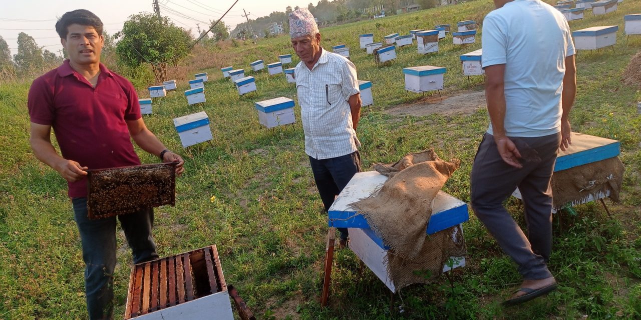 महोत्तरीका वनमा माहुरी चराउँदै चितवनका किसान