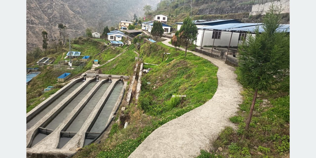 रेन्वो ट्राउट माछापालनका लागि रसुवा वैज्ञानिक केन्द्र बन्दै