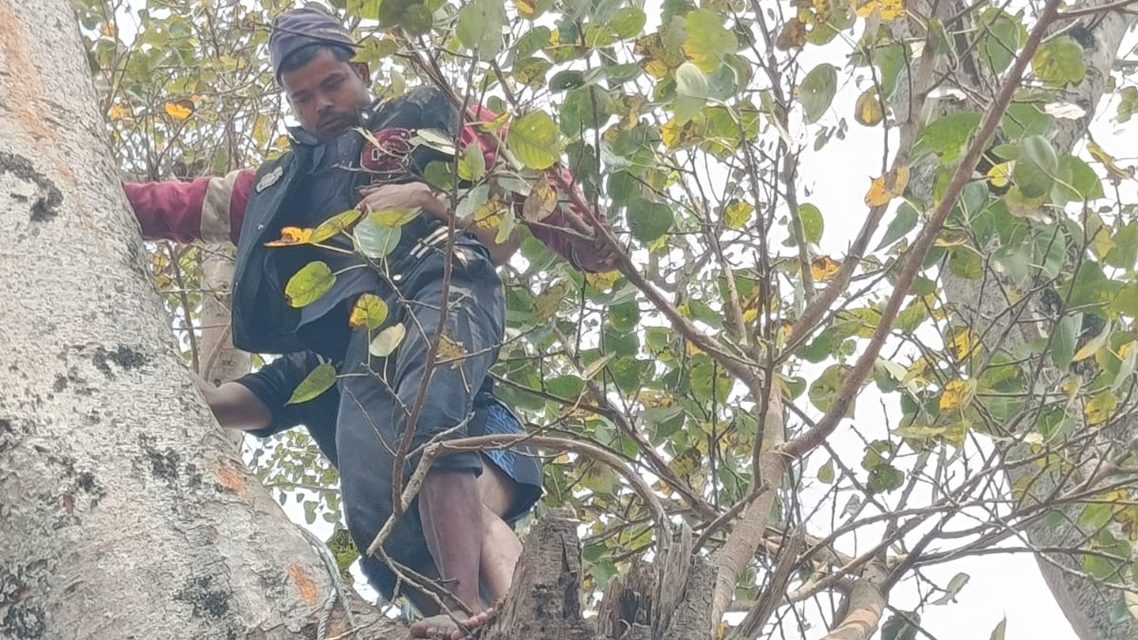 गुल्मीमा रुखमा अड्किएका व्यक्तिको सकुशल उद्धार