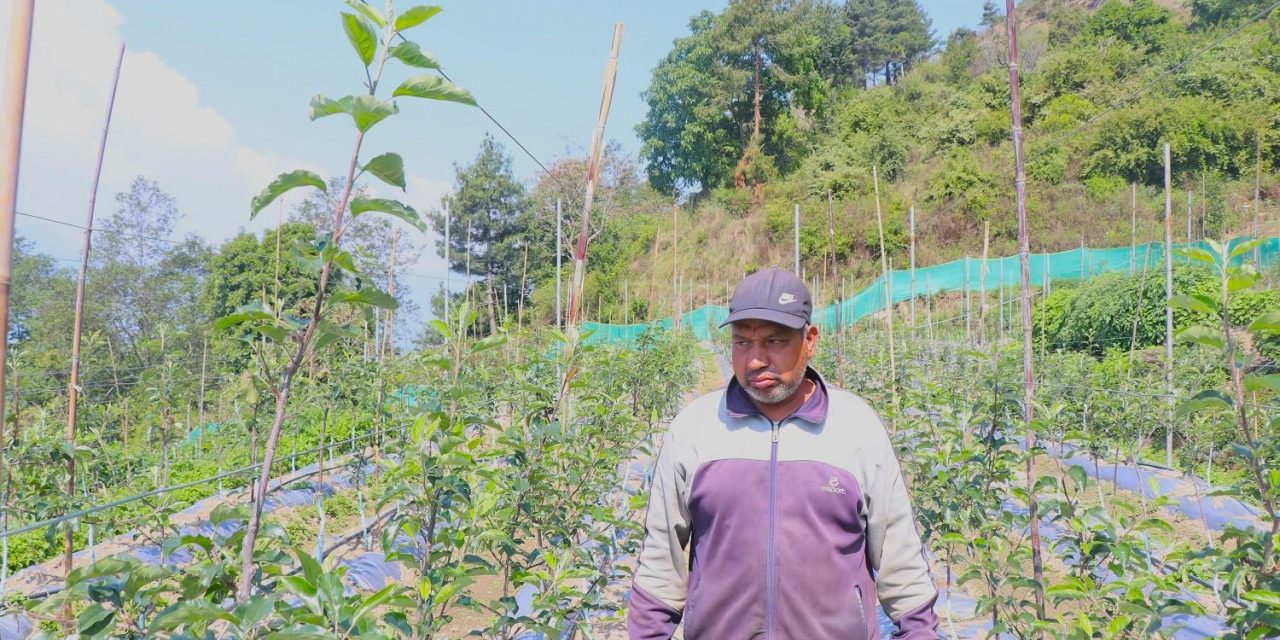म्याग्दीको गाजनेमा व्यावसायिक स्याउखेती