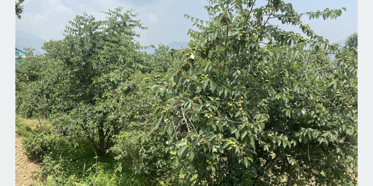 असिनाको असरः ‘बुद्धचित्त’को गुणस्तर खस्कनेमा किसानको चिन्ता