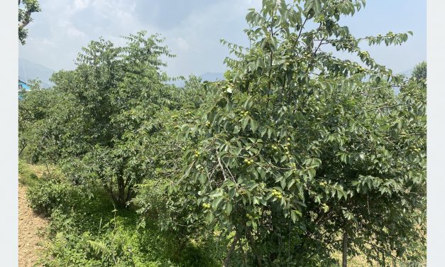 असिनाको असरः ‘बुद्धचित्त’को गुणस्तर खस्कनेमा किसानको चिन्ता