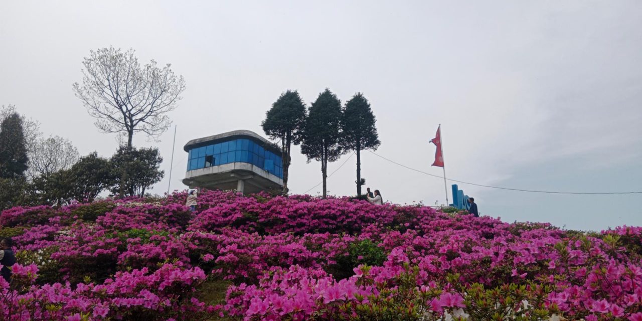 आहा ! एन्जेलिया