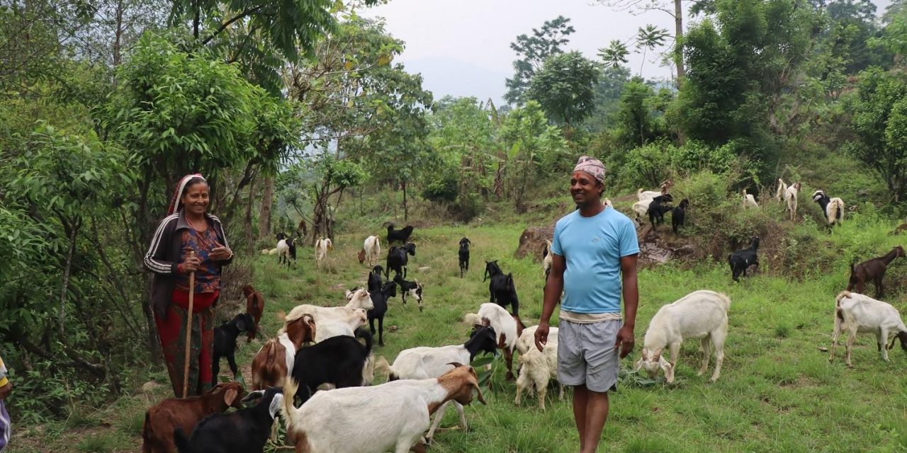 सरकारी जागिर छाडेर बाख्रापालनमा रमाउँदै भुवानी