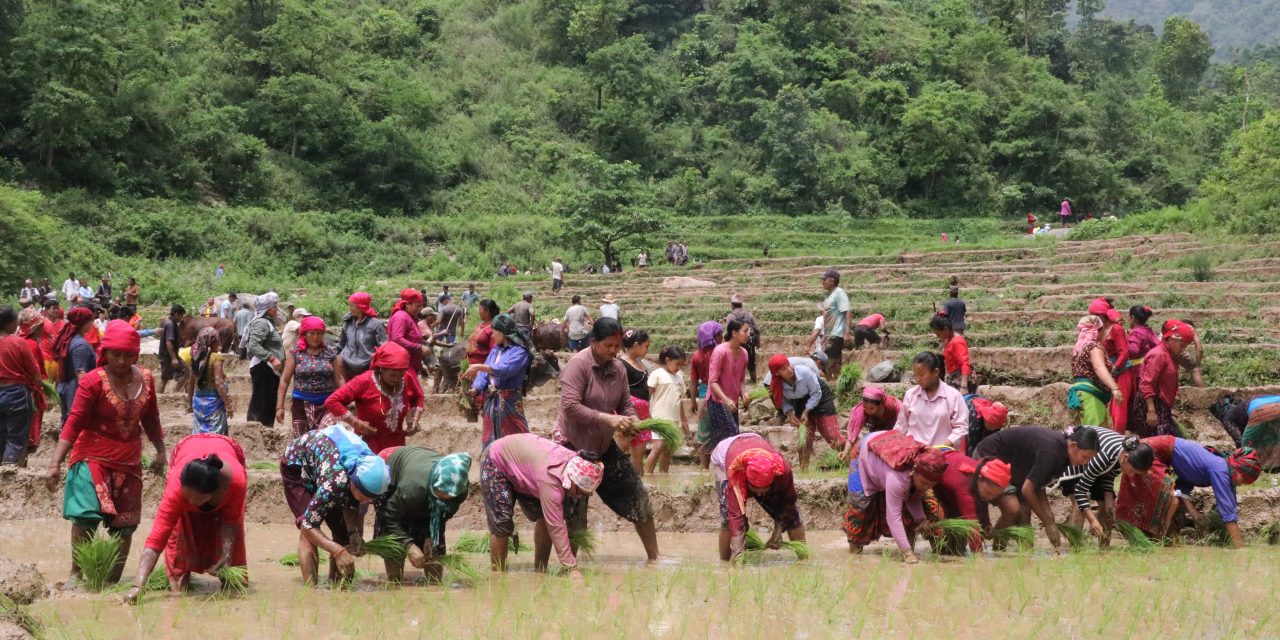 सांस्कृतिक पर्व असार १५ः धान दिवससहित दही चिउरा खाएर मनाइँदै