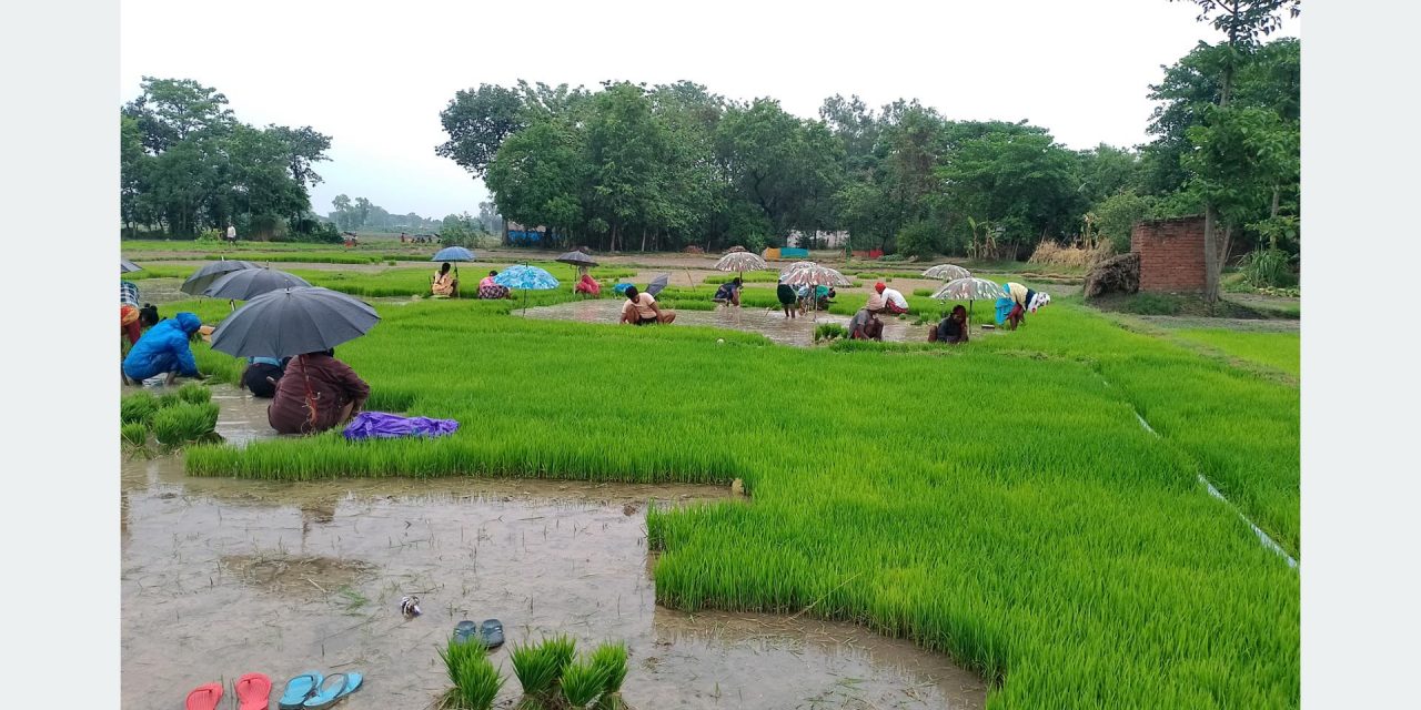 मल अभावबीच पश्चिम नवलपरासीका किसान धान रोपाइँमा व्यस्त