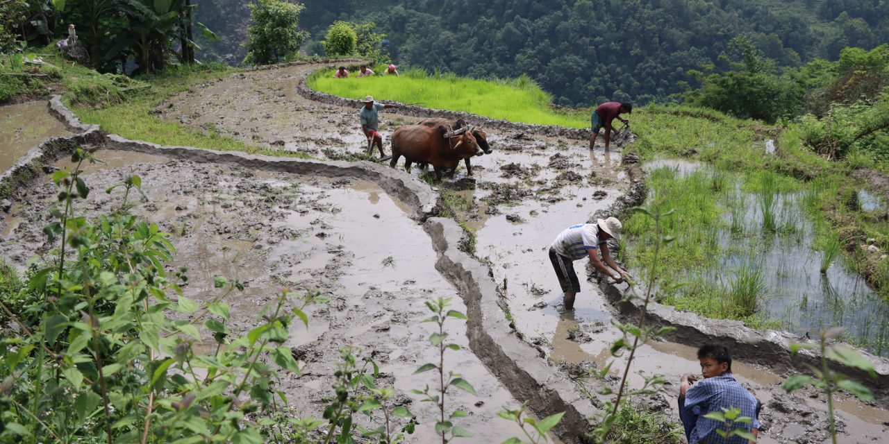 देशभर ५० प्रतिशत धान रोपाइँ सम्पन्न