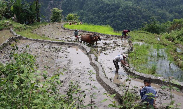 देशभर ५० प्रतिशत धान रोपाइँ सम्पन्न