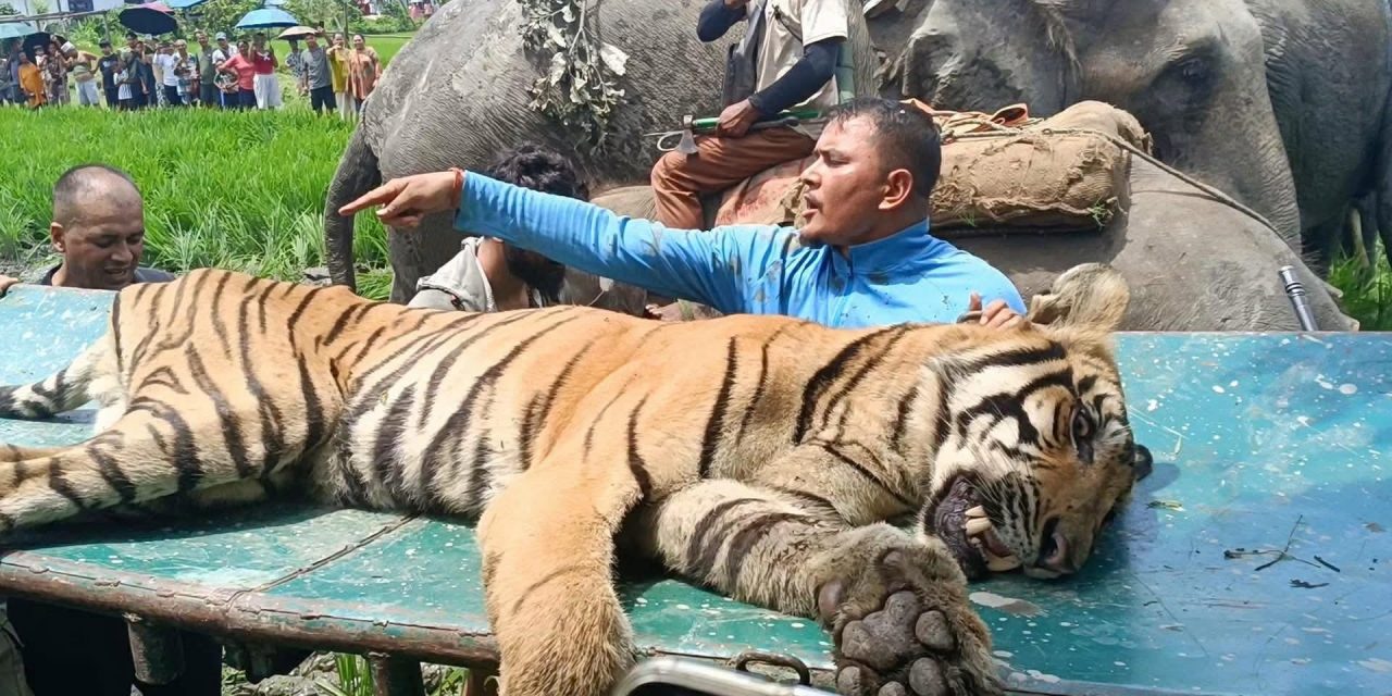 चितवनमा बाघको आतंक : एक जना घाइते, गाईमाथि पनि आक्रमण
