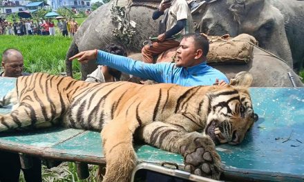 चितवनमा बाघको आतंक : एक जना घाइते, गाईमाथि पनि आक्रमण