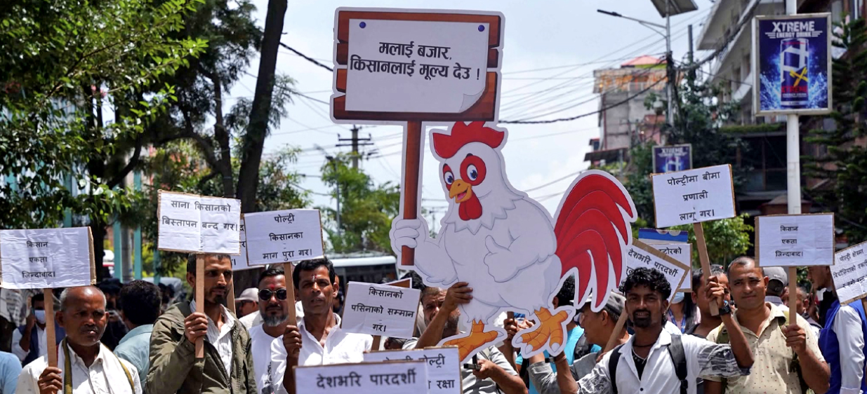 बिचौलियाको जालो तोड्न माग गर्दै देशभरका पोल्ट्री किसानहरू आन्दोलनमा उत्रिए