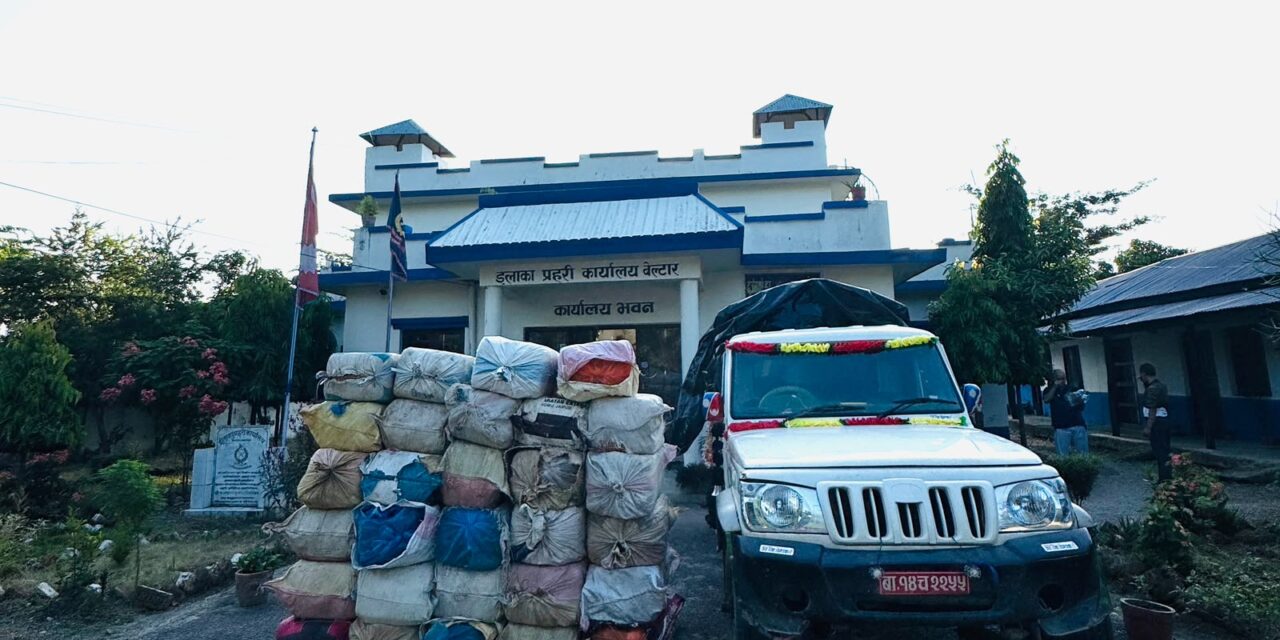 १ हजार ९९ किलो ८४० ग्राम गाँजा बोकेको २ वटा पिकअप सहित १ जना पक्राउ