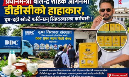 प्रधानमन्त्री बालेन्द्र शाहकै आँगनमा डीडीसीको हाहाकार, दूध–दही खोज्दै फर्किन्छन् सिंहदरबारका कर्मचारी !